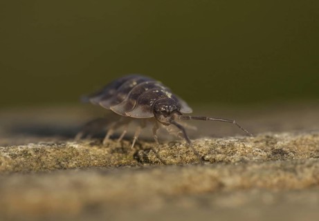 Common Woodlouse