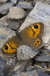 Large Wall Brown