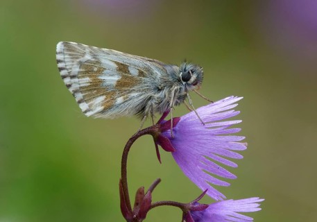 Olive olive skipper