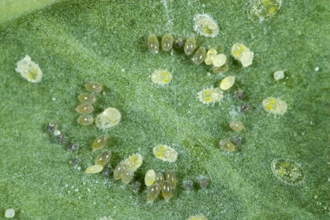 Cabbage moth scale insect