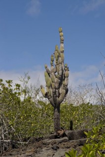 Candelabra cactus on Santa Cruz Island