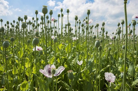 Cultivation of opium poppy