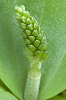 Common common twayblade
