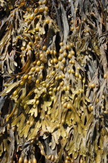 Bladder wrack