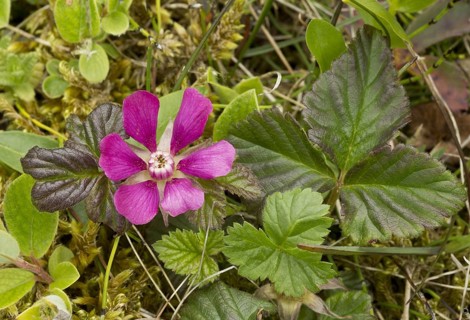 Flower of the Arctic Raspberry