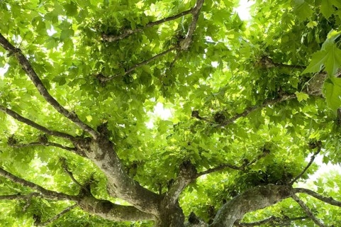 Platanus x hybrida