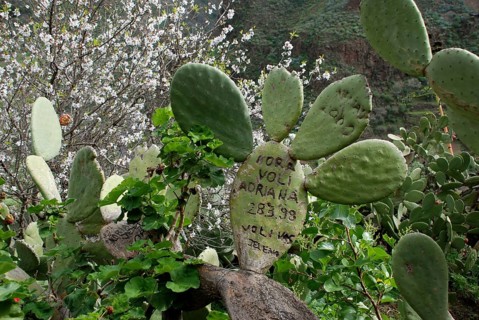 Indian Fig Opuntia