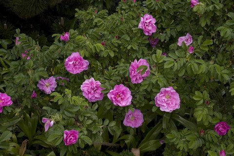 Japanese Rose