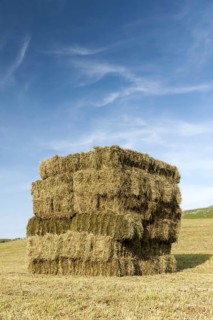 Hay bales stacked in figure of eight in field