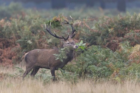 Red Deer