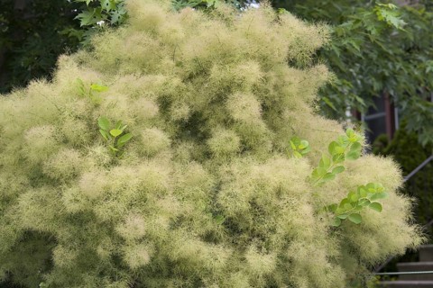Smoke Bush
