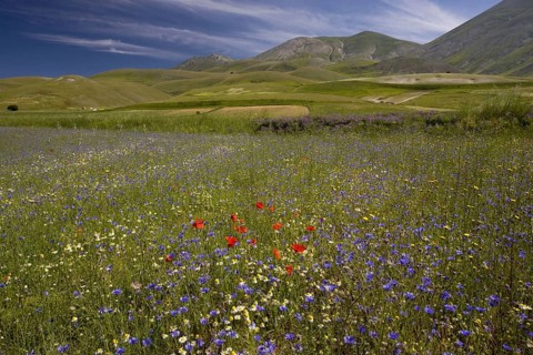 View of flowery strip fields