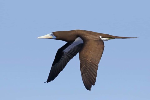 Brown booby
