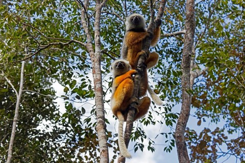 Two diadem sifakas