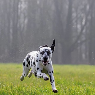 Dalmatian running through wet grass in the field