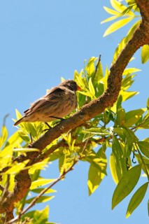 Woodpecker Finch