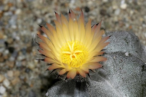 Bishop's cap cactus