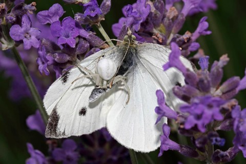 Variable crab spider