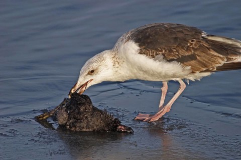 Great black-backed gull