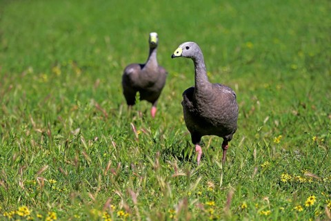 Cape barren goose