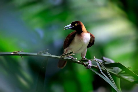 Lesser Bird of Paradise