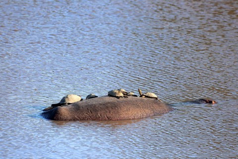 Hippopotamus
