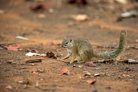 Smith's bush squirrel