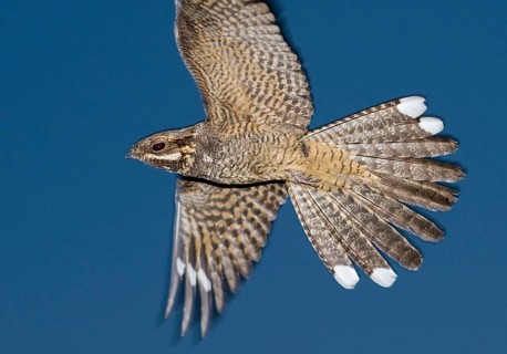 Nightjar