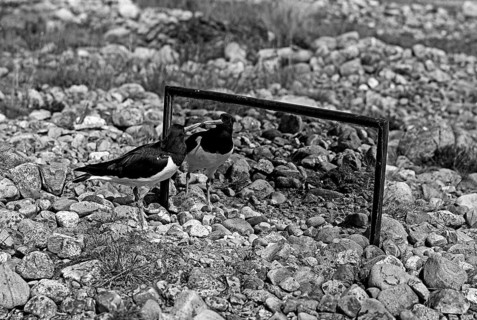 The Oystercatcher looking at its reflection in the mirror