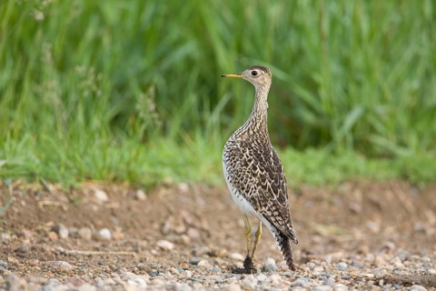 Upland sandpiper