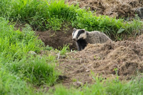 Eurasian Badger