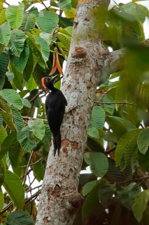 White-bellied Woodpecker