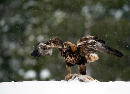 Golden eagle