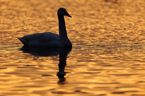 Adult whooper swan