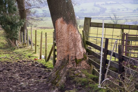 Tree in horse pasture
