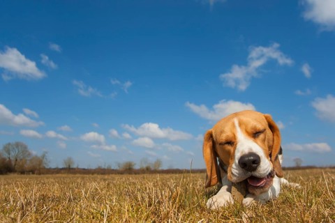 Domestic dog