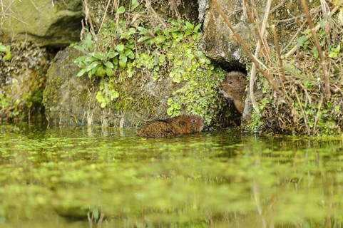 Eastern vole