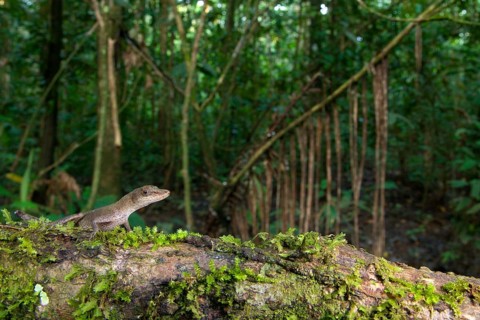 Slender adult Anolis fuscoauratus