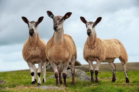Domestic Sheep