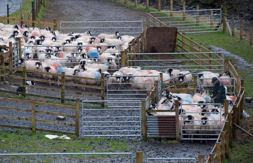 Domestic sheep