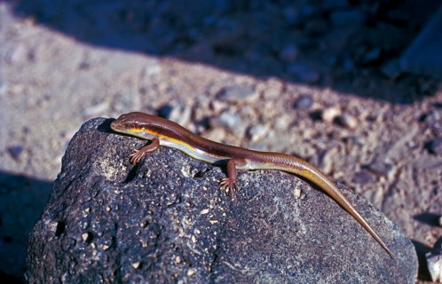 Barbary skink
