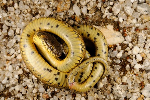 Viperine Snake