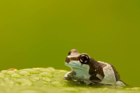 Mission golden-eyed tree frogs