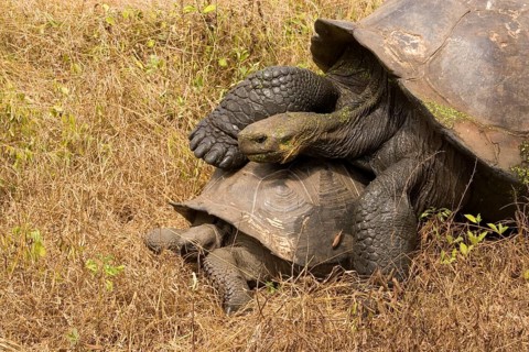 Testudo elephantopus porteri porteri porteri