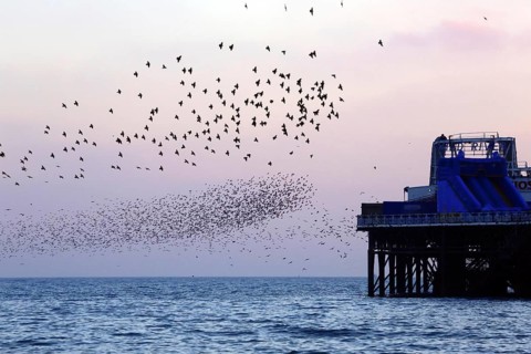 Common common starling