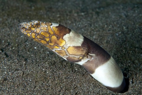 Bonapart snake-eel