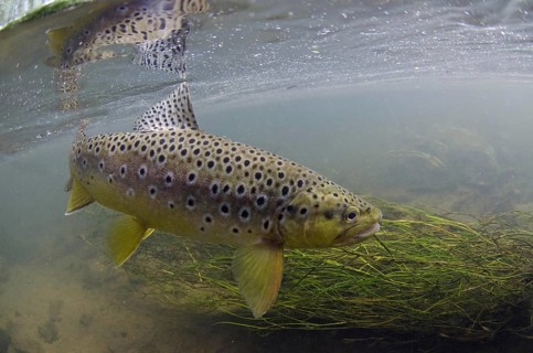 Salmo trutta forma fario