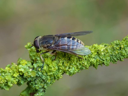 Dark Giant Horsefly