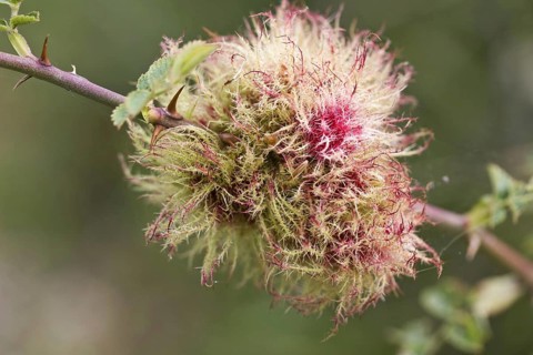 Rhodites rosae