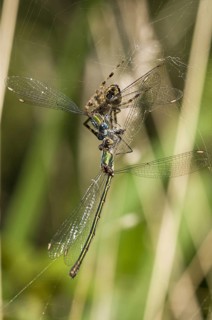 Adult european garden spider
